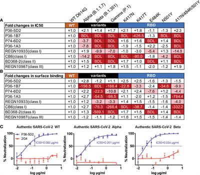 A Potent and Protective Human Neutralizing Antibody Against SARS-CoV-2 Variants